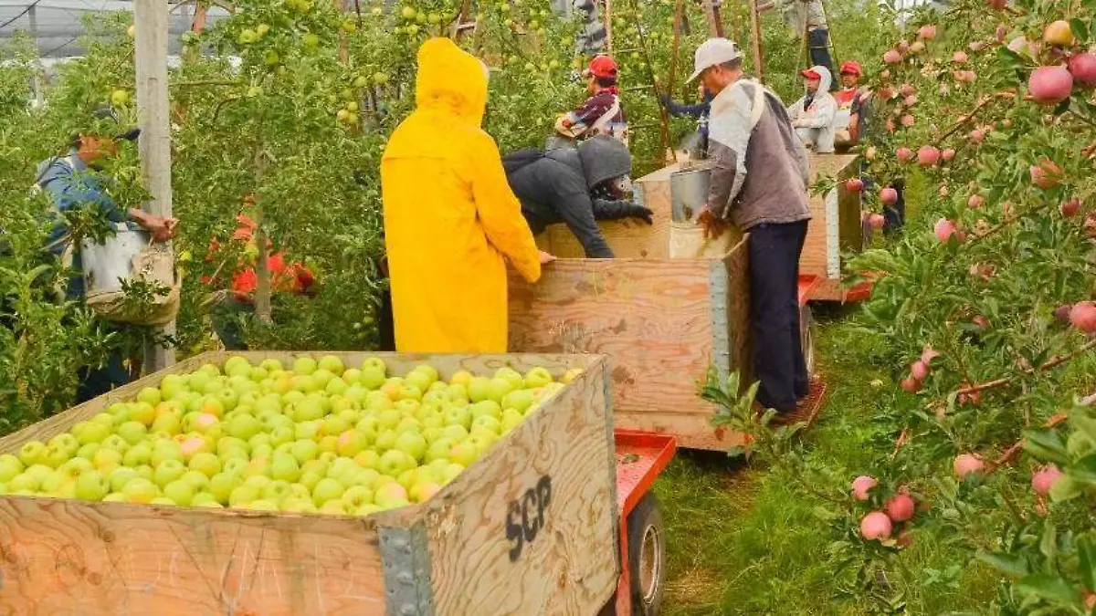 Produccion de manzana mas bajo que e - copia