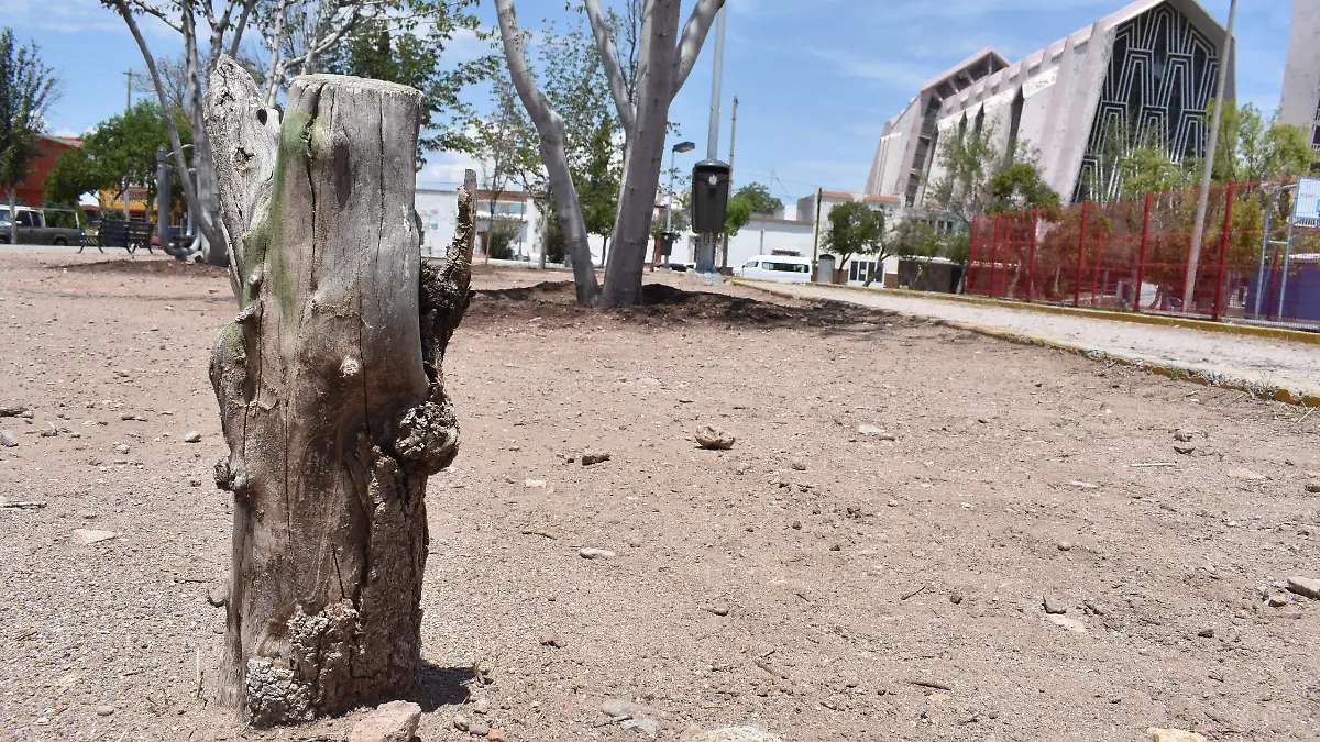 PARQUE HURUETA CON MAS ARBOLES SECOS NOTA ROBERTO  (6)
