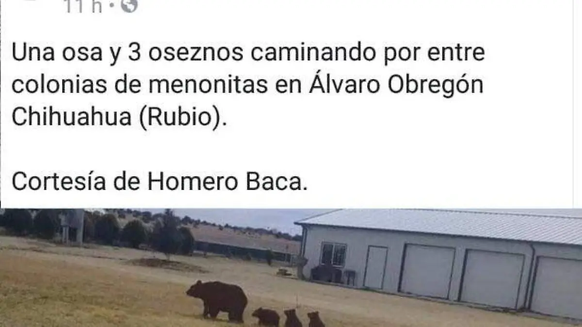 Osa
