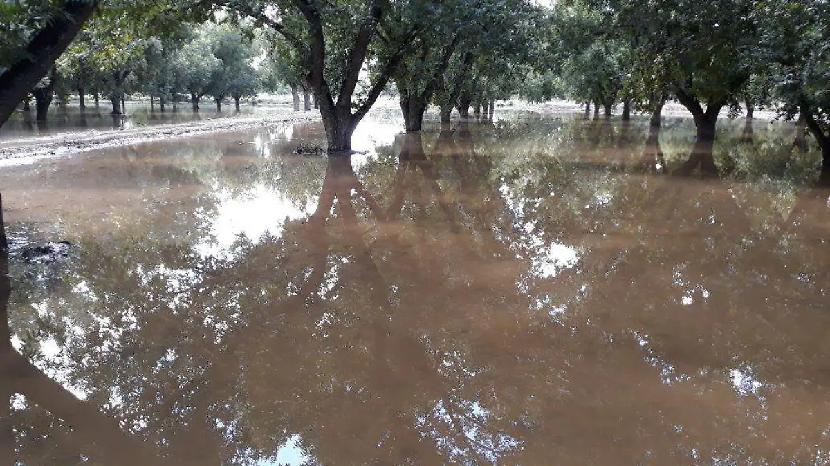 500 hrs de nogal inundadas en 3 comunidades agrícolas y 3 canales reventados por el caudal de lluvia.. (2)