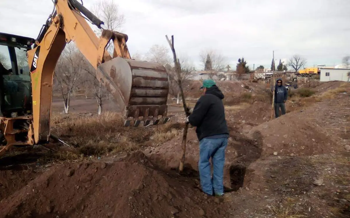 S-Reforestacion con àlamos