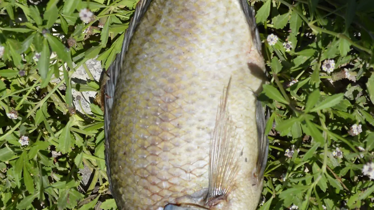 S-Especialistas determinaràn què matò a los peces
