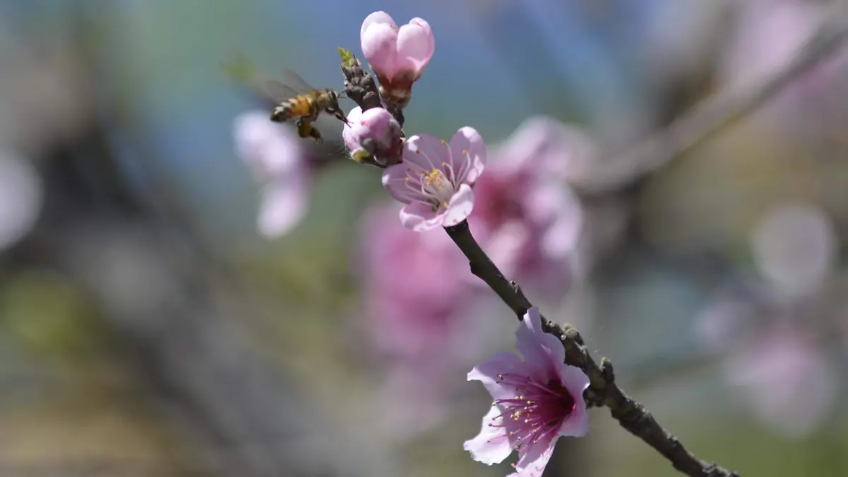 COLOR-S-Llega la Primavera