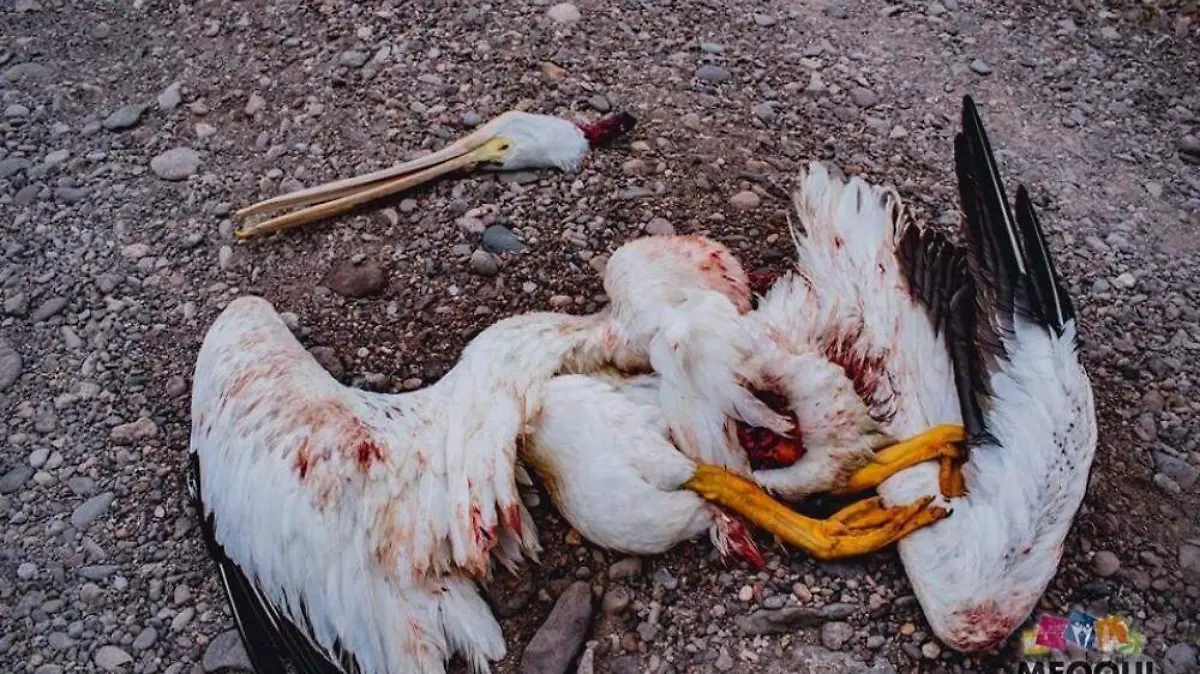 S-Pelicano destazado