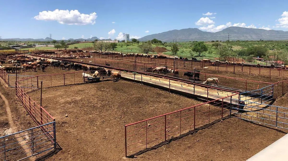 Ganadería ganado productores producción reses vacas