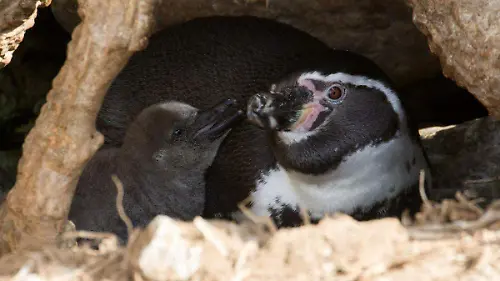 Día Mundial de los Pingüinos tres proyectos para salvarlos