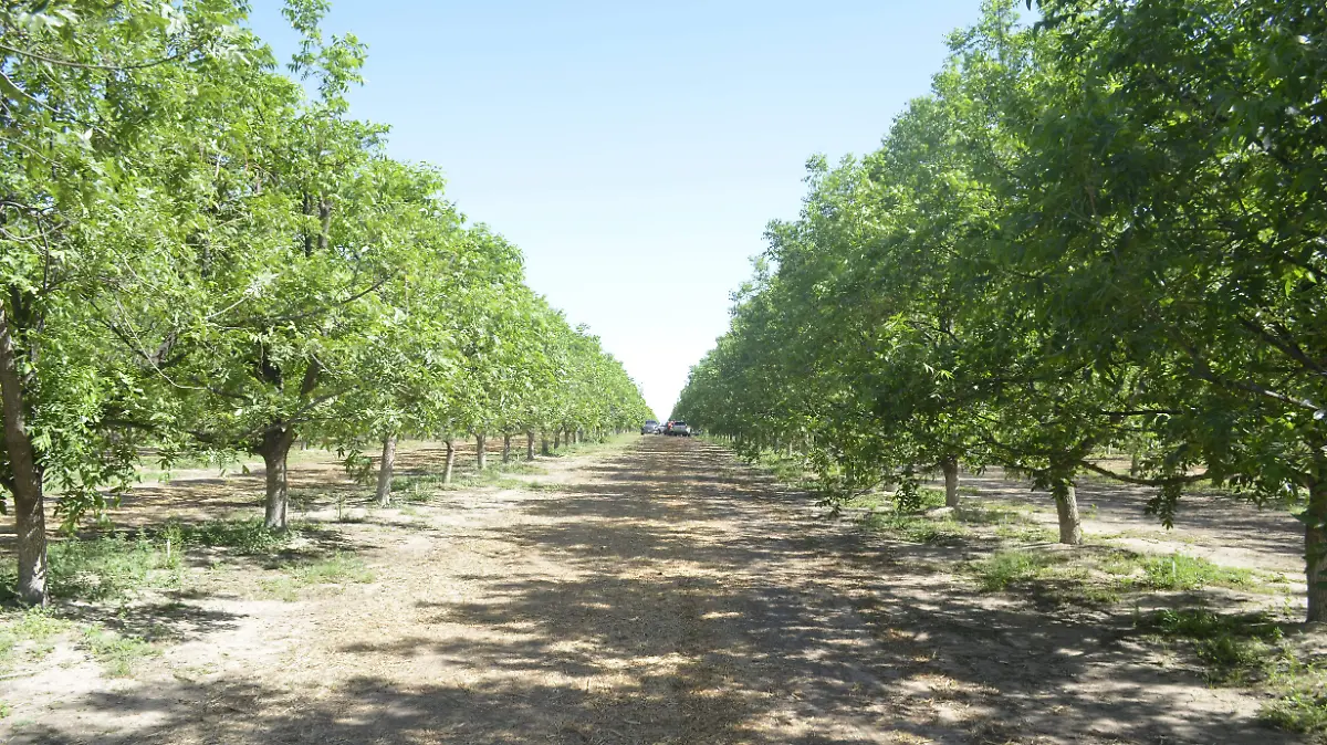 HUERTA DE NOGALES