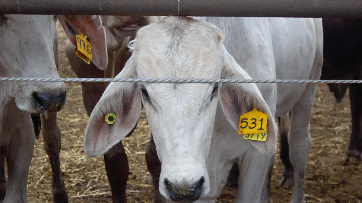 1012853_Campaña vs Tubercolosis Bovina_impreso