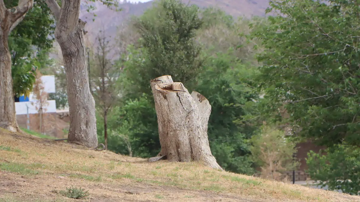 cortar árbol