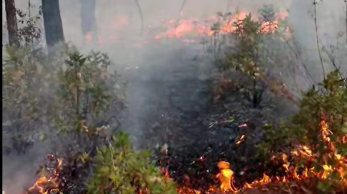 CAPTURA DE PATNALLA DEL INCENDIO DE EL TAMBORILLO GUADALUPE Y CALVO 