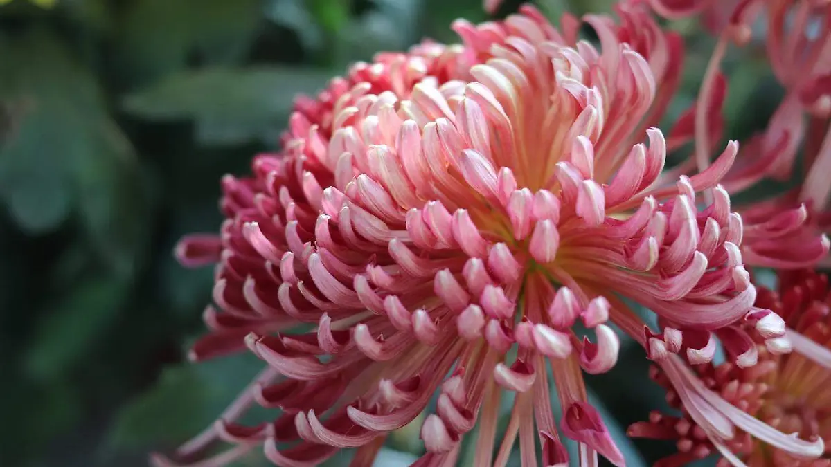 chrysanthemum-4932457_1280