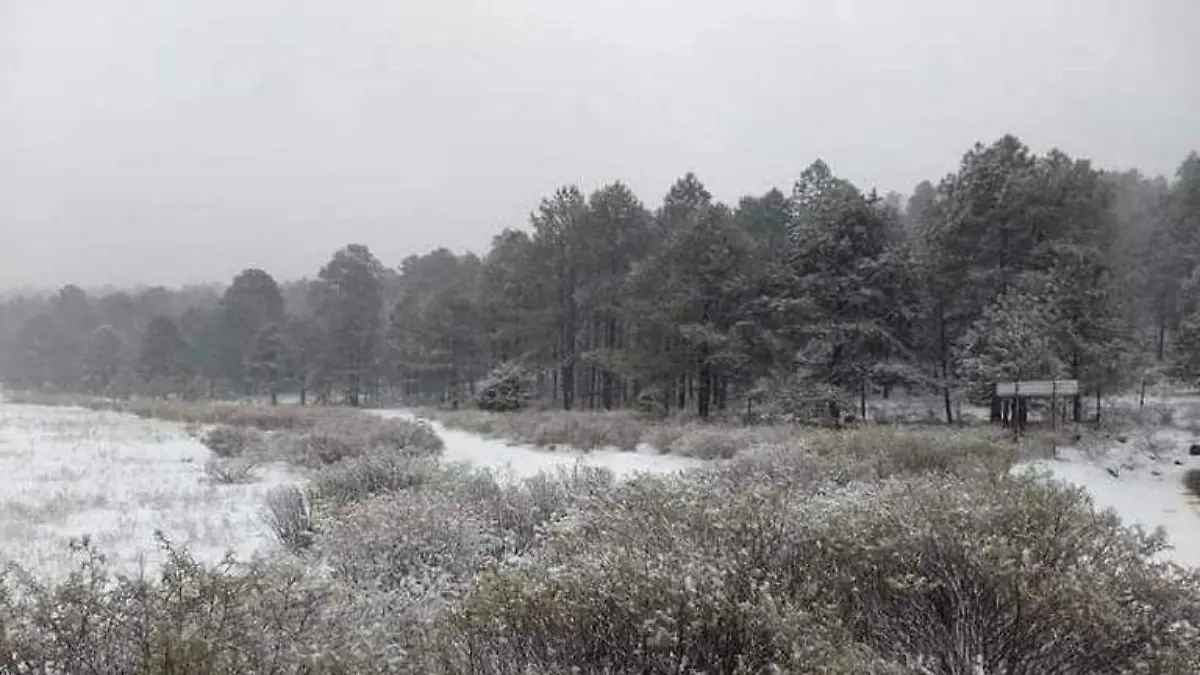Nieve CEPC