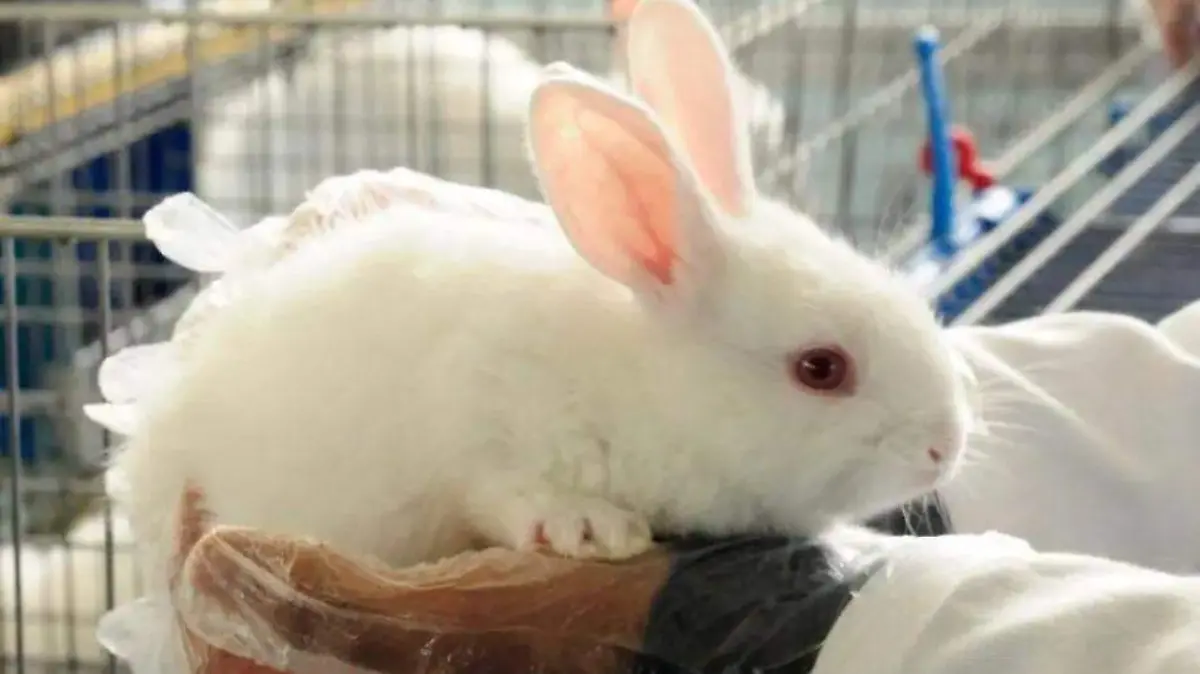 Conejo