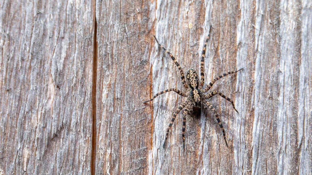 araña lobo