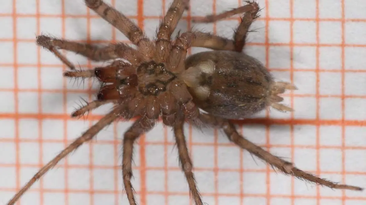 Tegenaria domestica