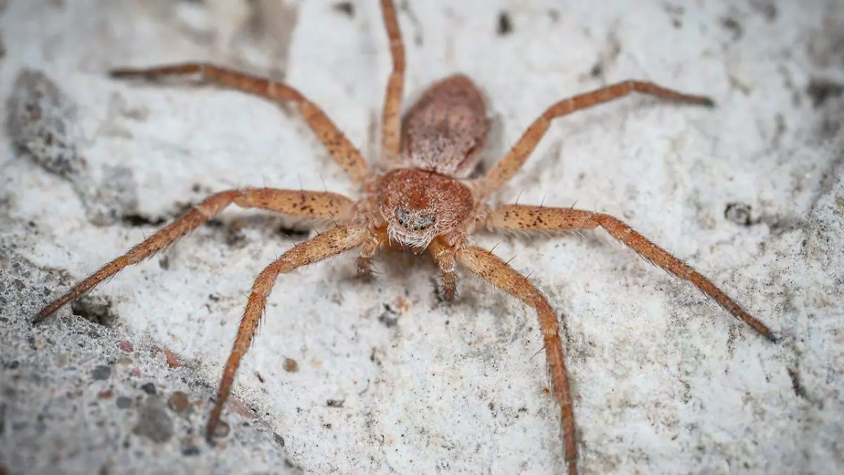 reclusa parda, araña violinista