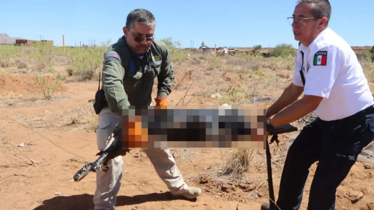 lanzan chapopote a perros en sierra azul