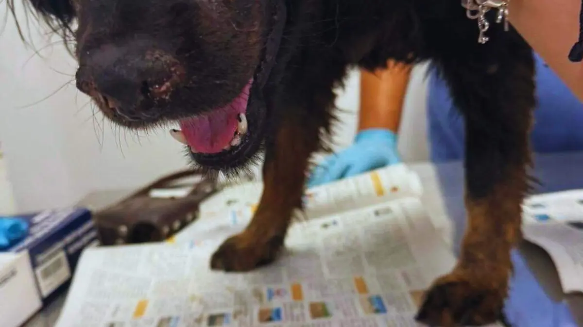 Valentín perrito sobreviviente