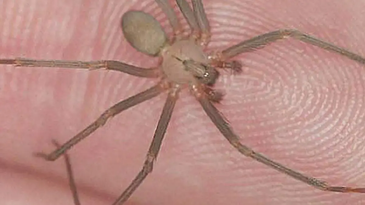 ARAÑITA