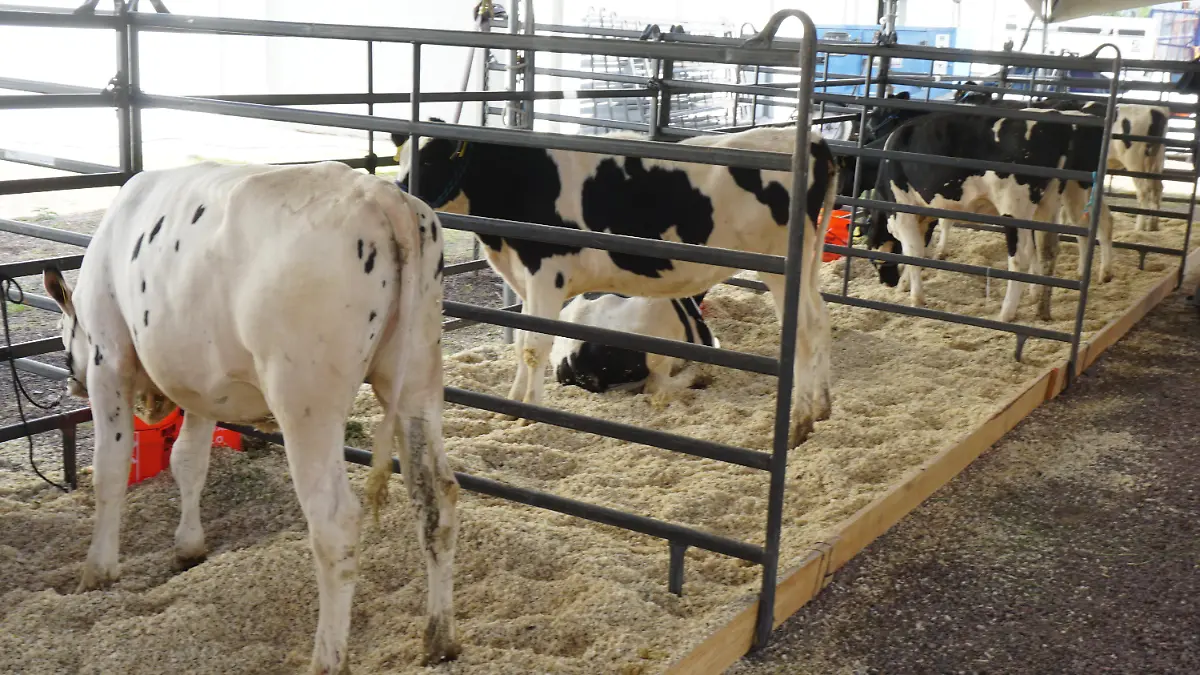Vacas lecheras calor