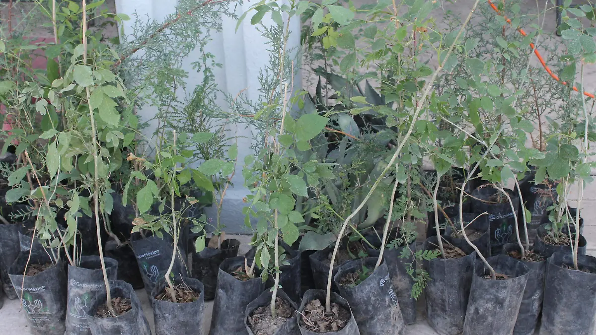 Se reforestará con especies resistentes a la sequía