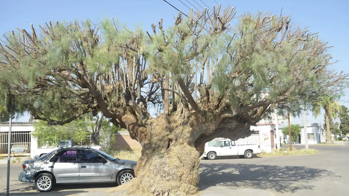 Así quedó el árbol
