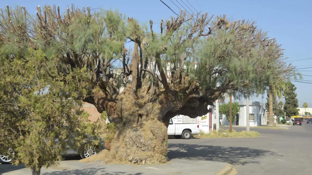 El árbol es el más antiguo