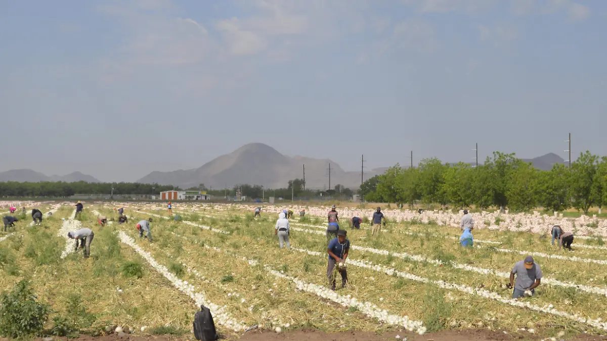 Jornaleros cosechando cebollas