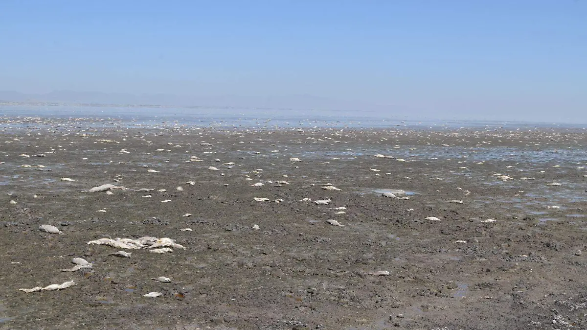 laguna de bustillos