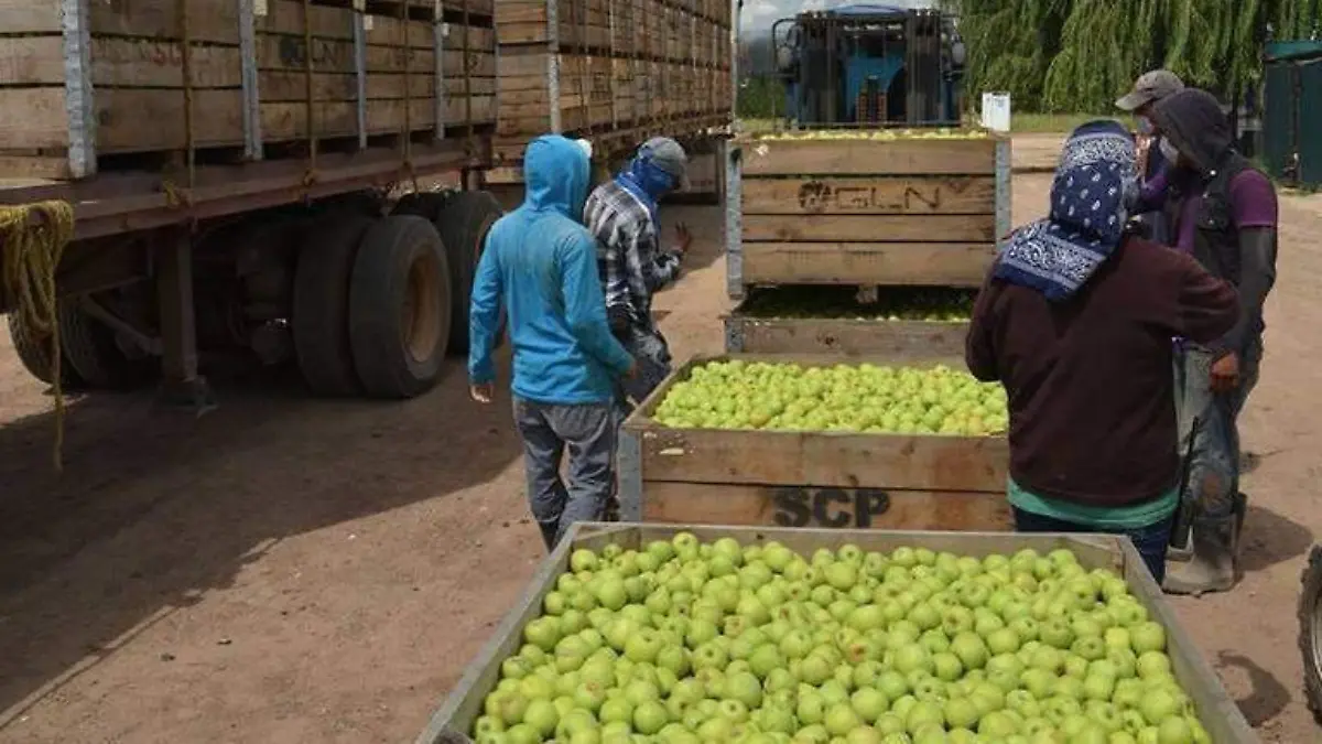 manzana