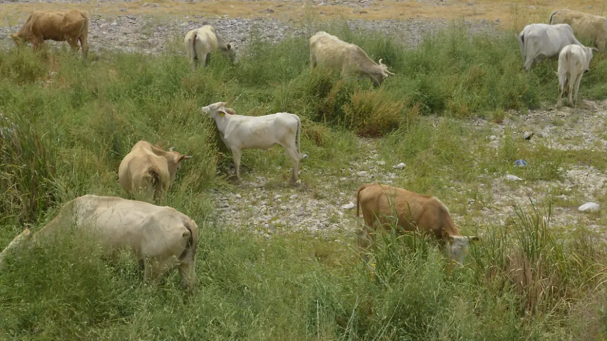 Vacas pastando