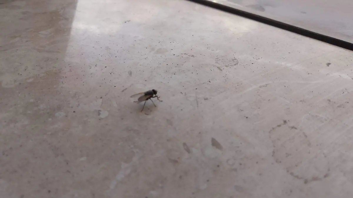 MOSCA