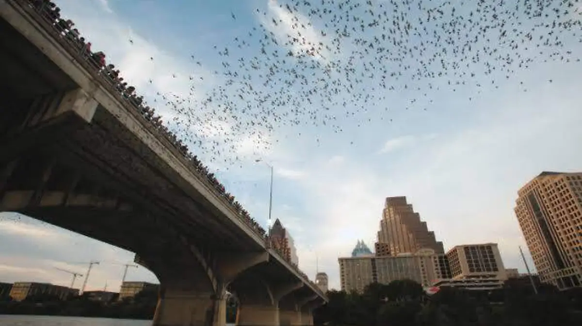 Colonia urbana de murciélagos en Austin, Texas