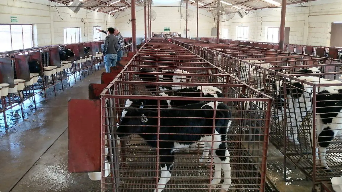 WhatsApp Image 2025-07-25 at 12.56.57 PM (1)