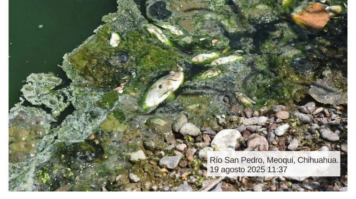 peces muertos