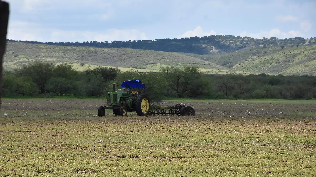 agriculrura _maiz (1)
