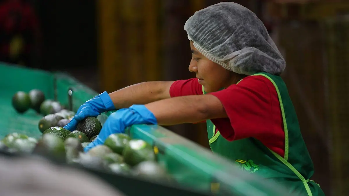 928594_Exportación Aguacate Michoacán_web