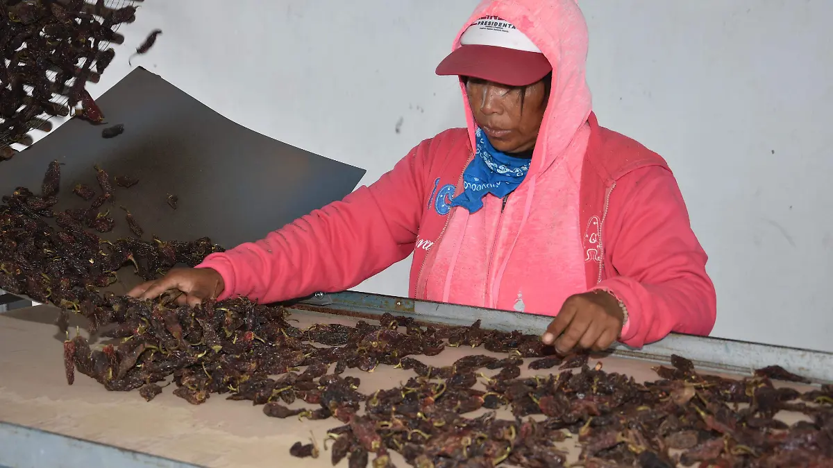 seleccion de chile_chipotle 