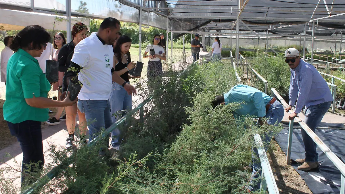 Árboles en el vivero