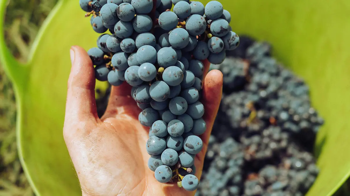 pexels-grape-things-7347179