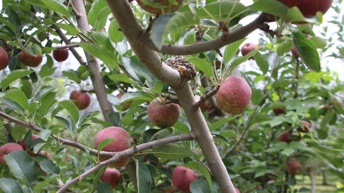 manzanas