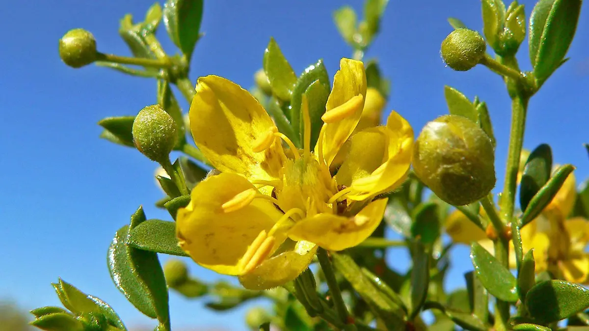 Larrea_tridentata_3