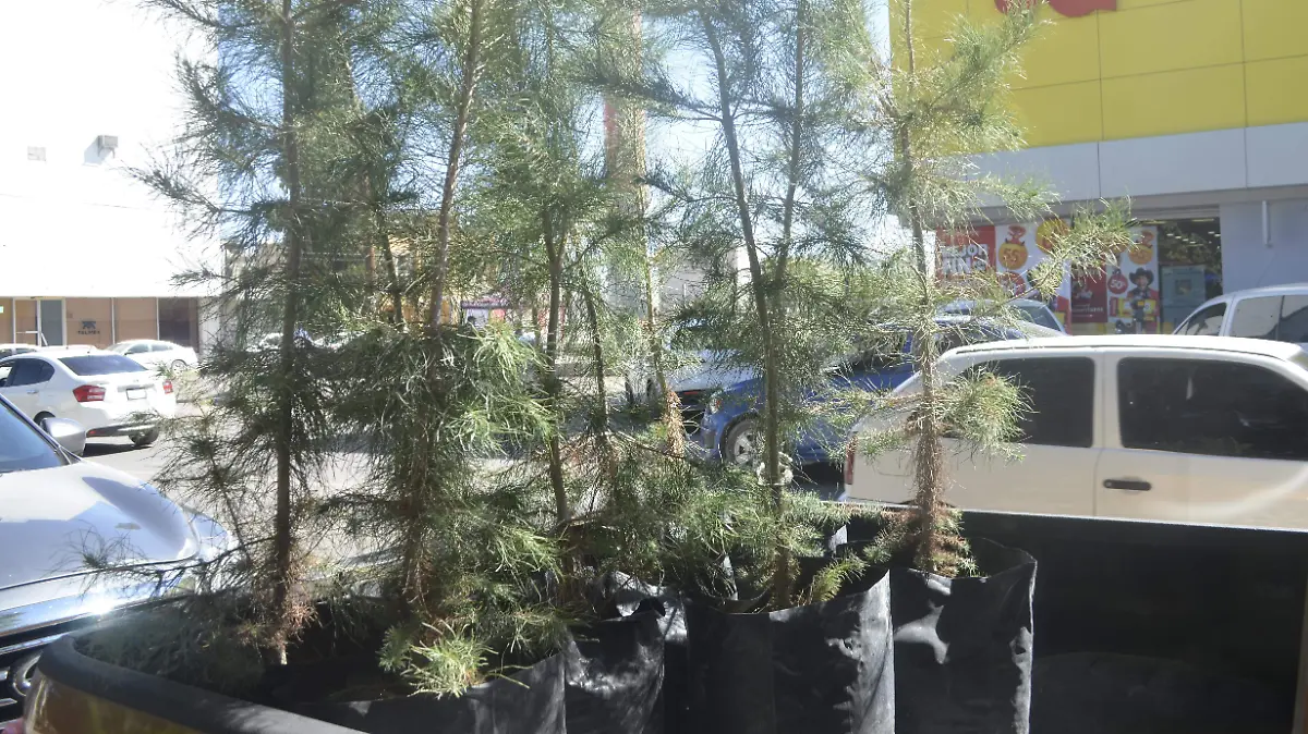 Arboles donados pinos