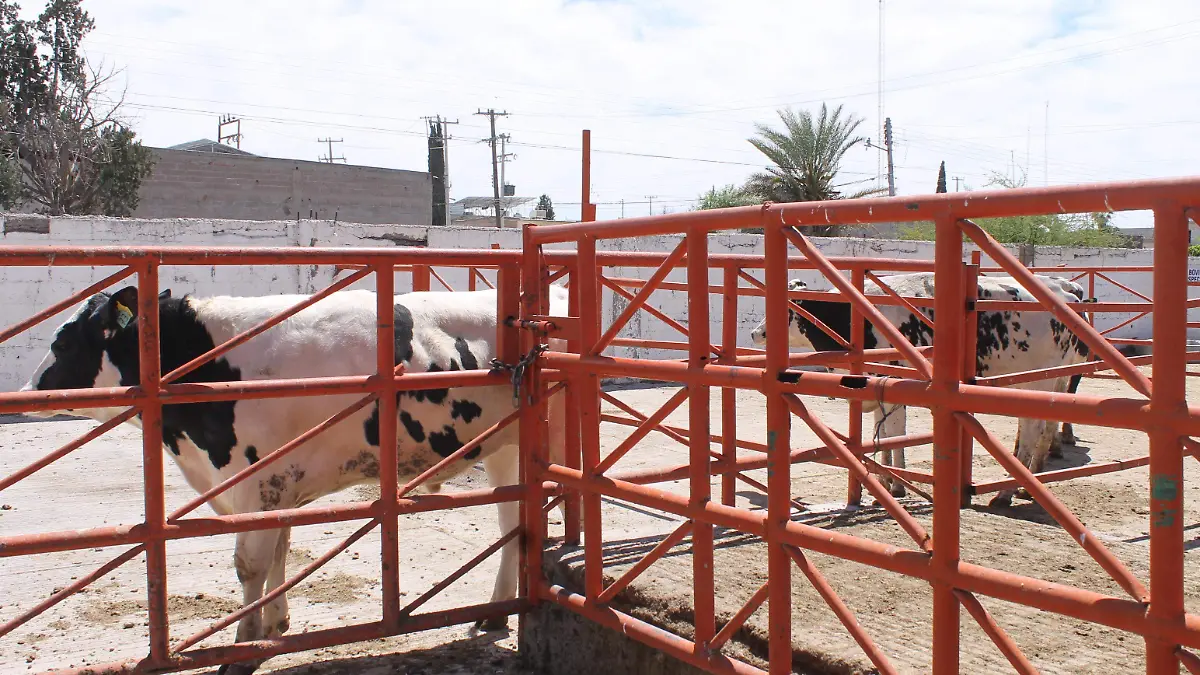 Vacas corrales rastro