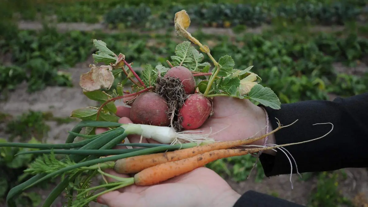 verduras agricultura