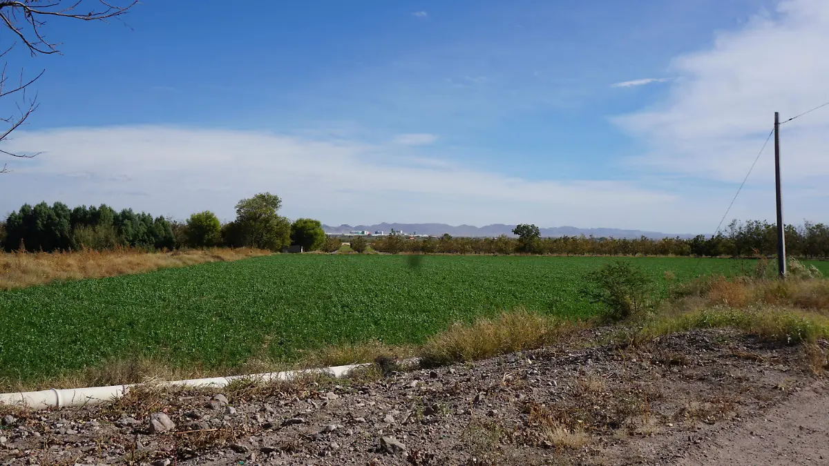 Campo de cultivo alfalfa