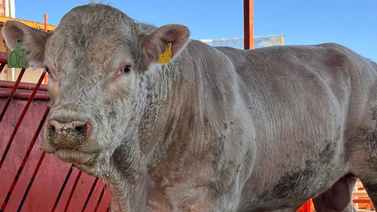 WhatsApp Image 2025-12-21 at 11.32.35 AM (1)