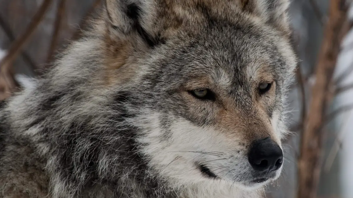 Mexican_Wolf_-_Lobo_Mexicano