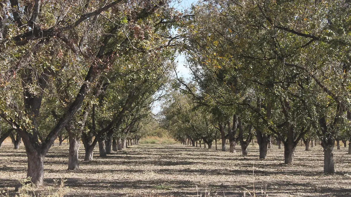 Huerta nogalera otoño