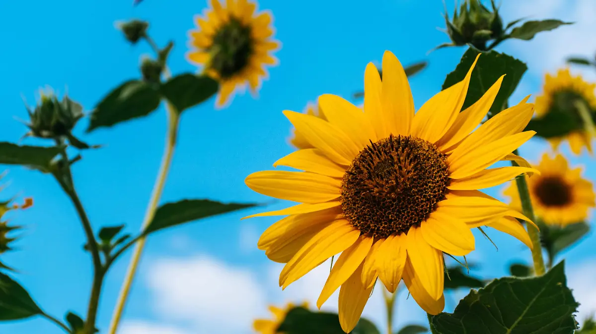 pexels-brett-sayles-1322185